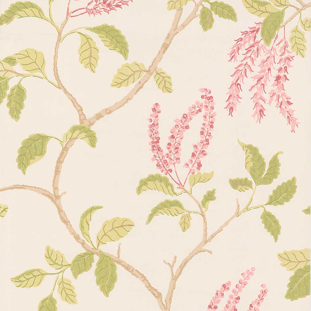 Clianthus