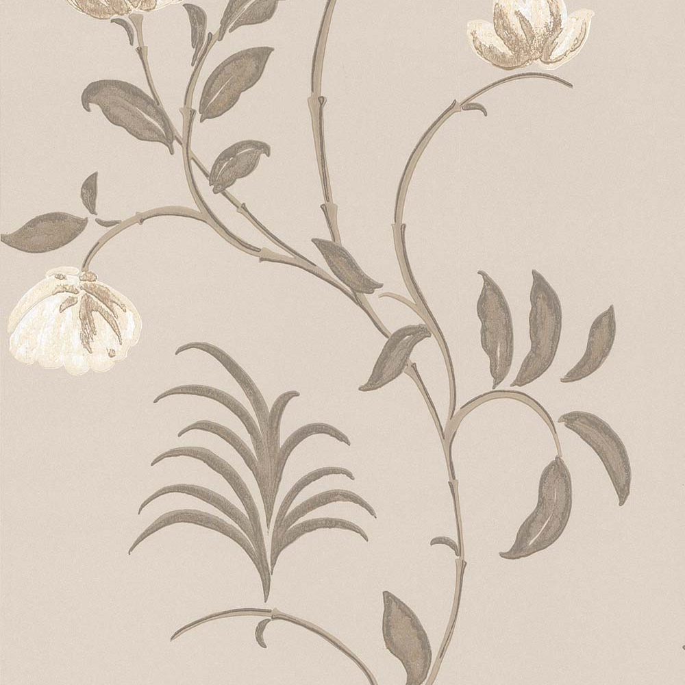 Magnolia Campbelli