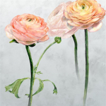 Designers Guild Tourangelle scene 1 peony