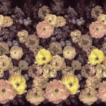 Designers Guild Le poeme de fleurs PDG1107/01 Displays of massive blooms in violet blue, peach, and yellow accent...