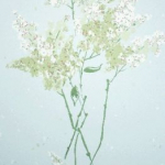 Nina Campbell Barrington NCW4067-04 