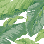 Jannelli & Volpi BANANE JV-7227 Tonal greens on off-white background