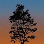 Today Interiors SUNSET MURAL