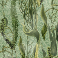 Mind The Gap AQUATIC PLANTS
