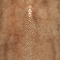 Jean Paul Gaultier PRECIEUX