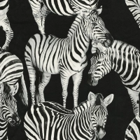 Dolce & Gabbana ZEBRA ROMANCE