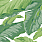 Green Wallpaper JV-7227