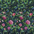 Gertrude rose fuchsia