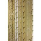 Bamboo