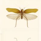 Entomology