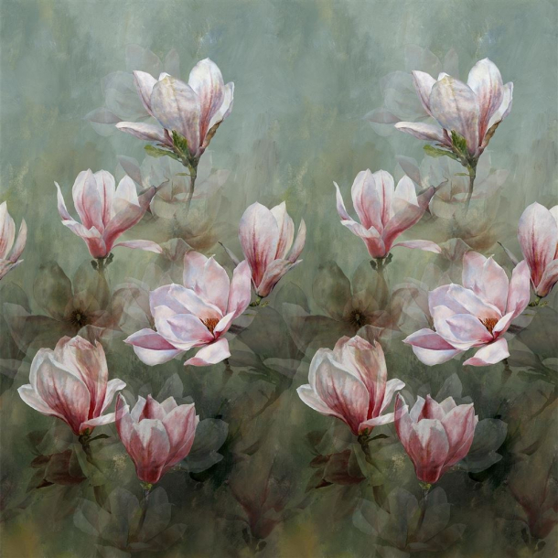 Yulan magnolia