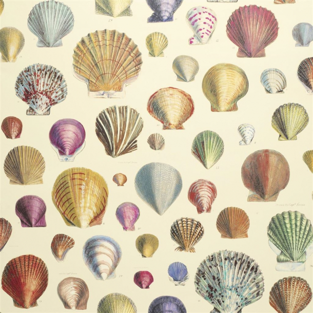 Captain Thomas brown's shells