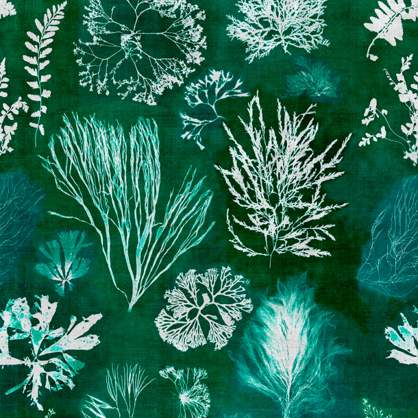 Algae