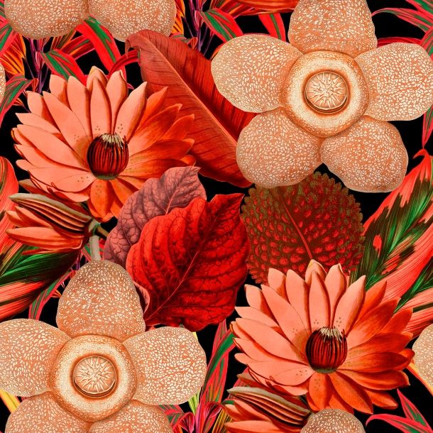 Water Lilies