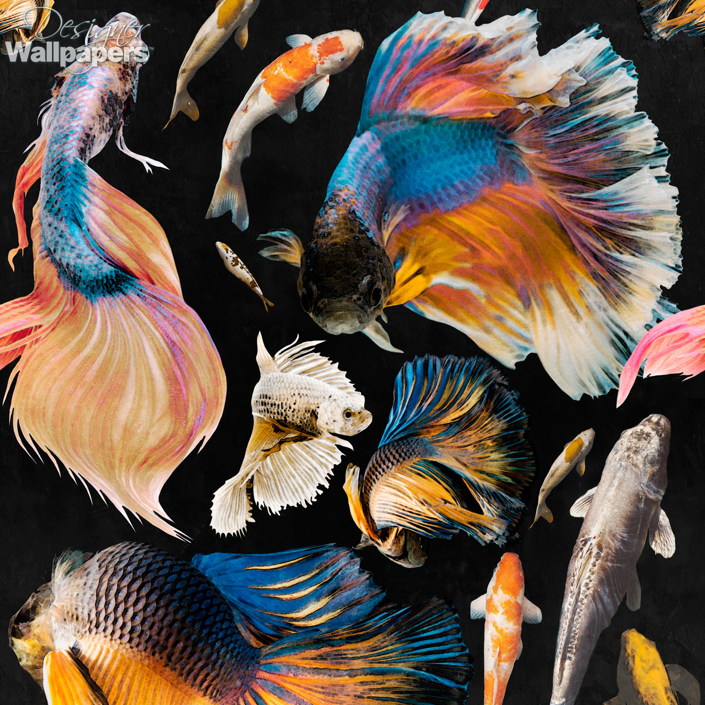 50+ Goldfish HD Wallpapers and Backgrounds