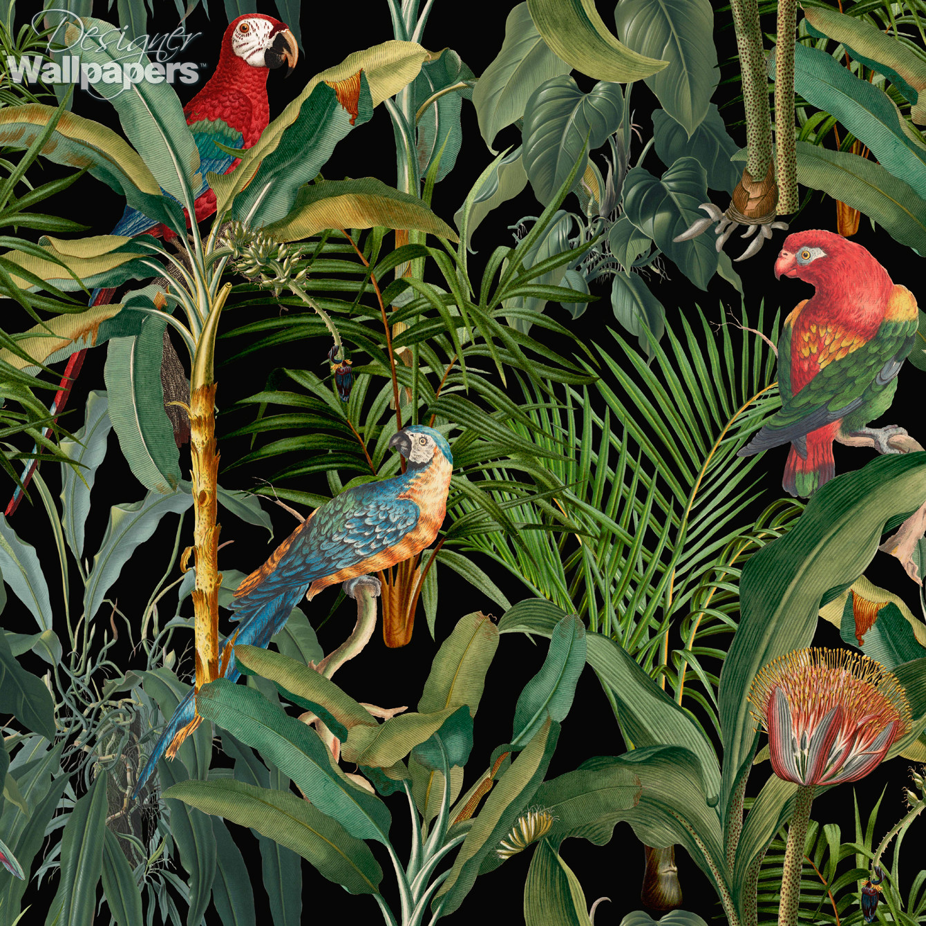 parrot wallpaper uk