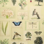 John Derian Flora and fauna PJD6001/01  parchment
