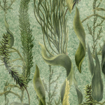 Mind The Gap AQUATIC PLANTS WP20717 AQUATIC PLANTS Wallpaper