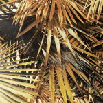 Jean Paul Gaultier POLYNESIE