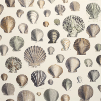 John Derian Captain Thomas brown's shells