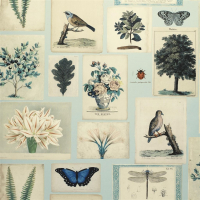 John Derian Flora and fauna