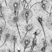 Alexander Meli Dandelions