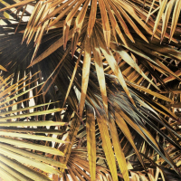 Jean Paul Gaultier POLYNESIE