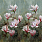 Multi Colour Wallpaper PDG1115/01