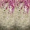 Pink & Purple Wallpaper PDG1116/01