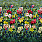 Green Wallpaper PDG1153/01
