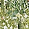 Green Wallpaper WP20166