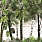 Green Wallpaper PCL022/01