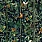 Green Wallpaper WP20527