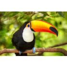 Beautiful Toucan