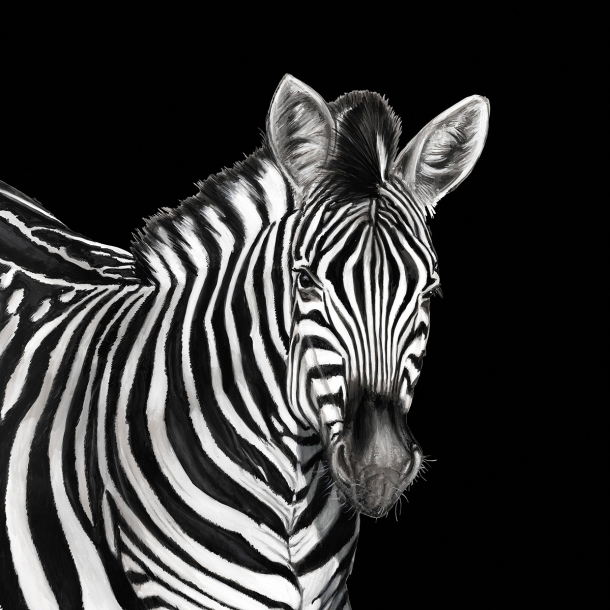 ZEBRA - PANEL