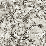 Jean Paul Gaultier CERISIER 3321-01 