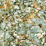 Jean Paul Gaultier CERISIER 3321-02 