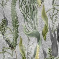 Mind The Gap AQUATIC PLANTS