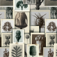 Mind The Gap BLOSSFELDT'S ART FORMS