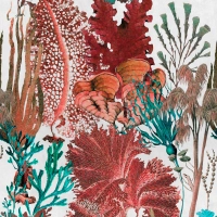 Mind The Gap Coral Reef