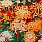 Multi Colour Wallpaper WP20320