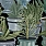 Green Wallpaper WP20163